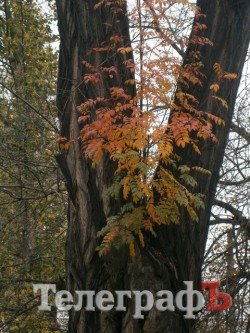 "Вот так чудо" - в Кременчуге дерево выросло в дереве