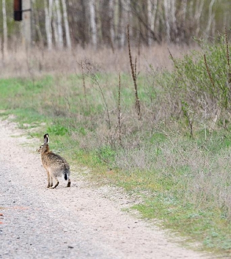 Со 2 ноября кременчугские охотники могут стрелять в пушных зверей