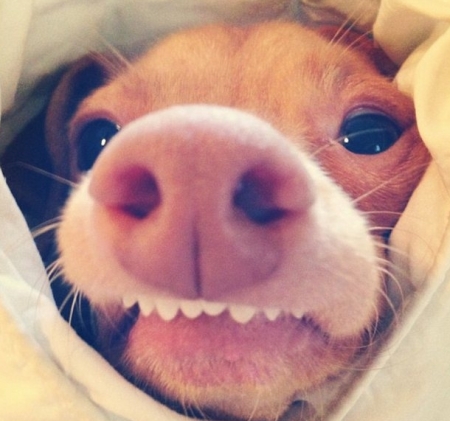 «Собака в мешке» - кременчужанам не повезло с покупками в Инернете