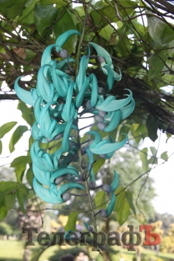 На Шри-Ланке украинцев считают богачами