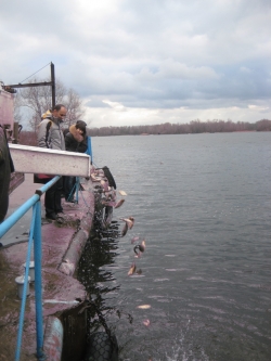 В Кременчуге в Днепр выпустили 10 тысяч голов карпа