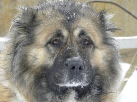 Собака, покусавшая в Кременчуге 6 человек, находится на карантине