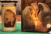 Двуглавый Паскуаль и грудь порноактрисы в Кременчуге