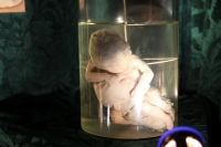 Двуглавый Паскуаль и грудь порноактрисы в Кременчуге