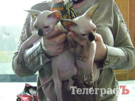 В Кременчуге на выставке можно полюбоваться кошачьей элитой