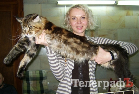 В Кременчуге на выставке можно полюбоваться кошачьей элитой