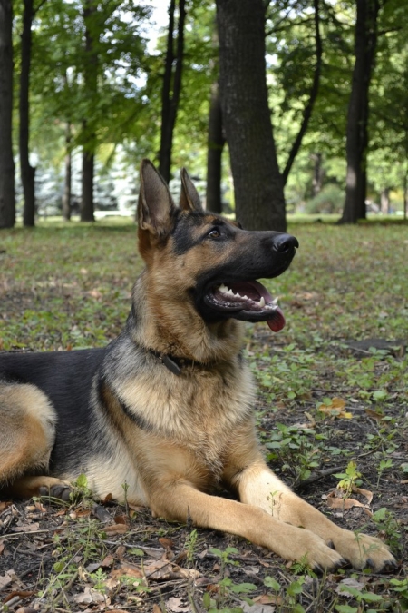 Кременчужанин искал свою немецкую овчарку, а нашел чужую - такую же