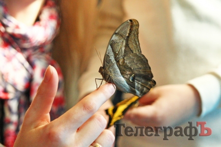 Подержать в руках живую бабочку можно на выставке в ГДК