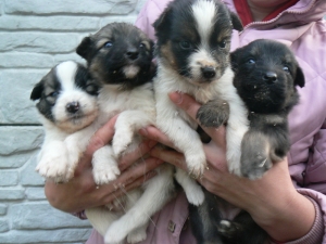 Шесть щенков и их мама ждут хозяина