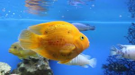 Вокруг света за 80 минут