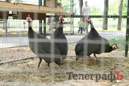 В Кременчуге в сквере «Сосновом» работает бесплатный зоопарк