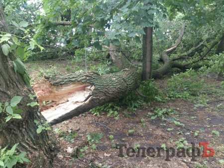 Старые деревья в Приднепровском парке несут угрозу для кременчужан
