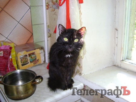 Кременчужанка держит в квартире 8 котов, соседи негодуют