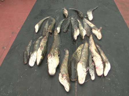 Кременчугские милиционеры задержали на Днепре электроудочников