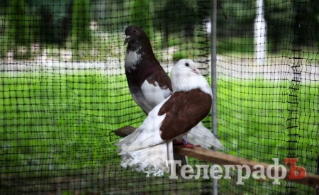 В Кременчуге детей порадовали голубями и кроликами В Кременчуге детей порадовали голубями и кроликами