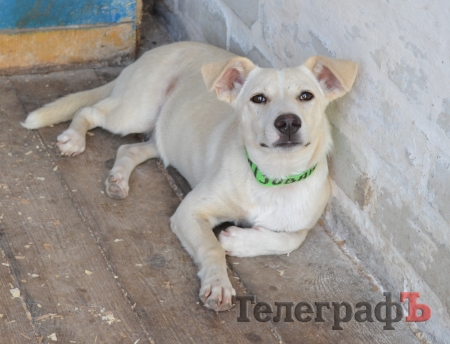 Стерилизованных кременчугских собак начали выпускать в места отлова