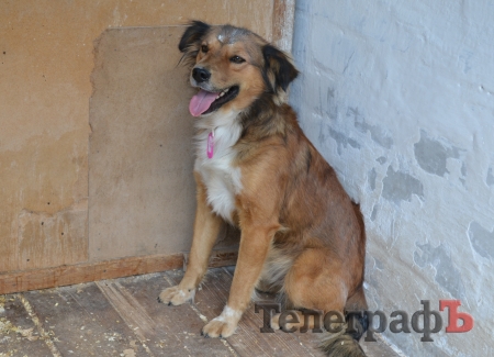 Стерилизованных кременчугских собак начали выпускать в места отлова