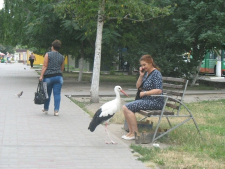 Кременчугский аист «переехал» из центра на Молодёжный