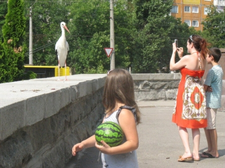 Кременчугский аист «переехал» из центра на Молодёжный