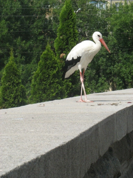Кременчугский аист «переехал» из центра на Молодёжный