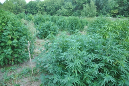 На Полтавщине обнаружили плантацию конопли под сигнализацией