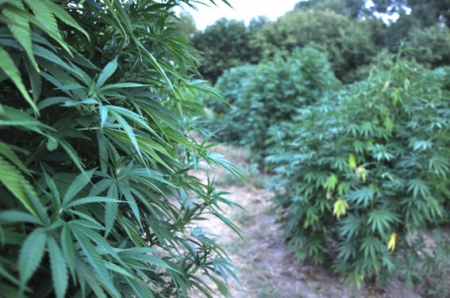 На Полтавщине обнаружили плантацию конопли под сигнализацией