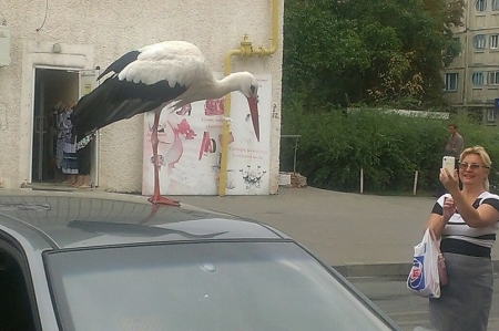 Кременчугский аист облюбовал машину на Молодёжном