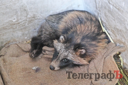 В Кременчугском приюте для собак поселился енот