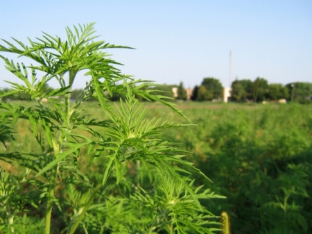 Сфоткай амброзию - пришли в "ТелеграфЪ"