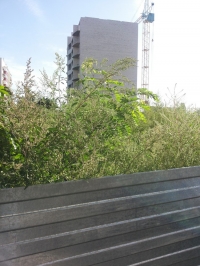 Борьба с амброзией: ИТОГИ