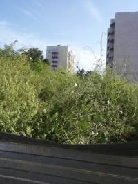 Борьба с амброзией: ИТОГИ