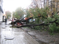 В центре города упавшая акация придавила "Славуту"