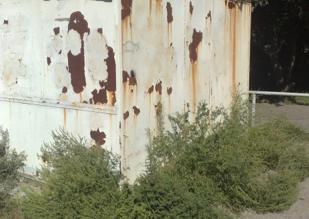 Борьба с амброзией: ИТОГИ