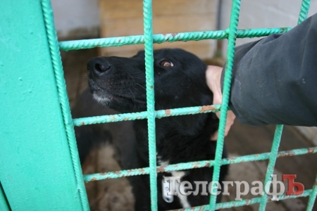 В КП «Спецсервис–Кременчуг» реконструируют пункт передержки собак