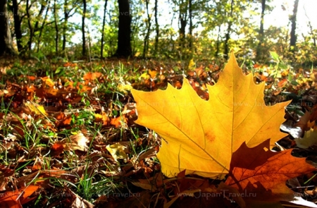 С понедельника в Кременчуге ожидается «бабье лето»