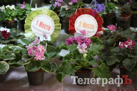 В ГДК прошел трехдневный «парад фиалок»