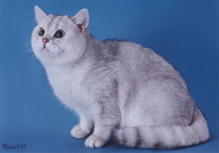 1 и 2 ноября в Кременчуге состоится Выставка элитных пород кошек