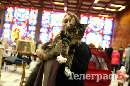 Пушистые и когтистые: выставка элитных кошек в Кременчуге