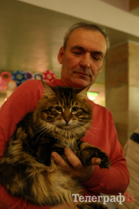 Пушистые и когтистые: выставка элитных кошек в Кременчуге