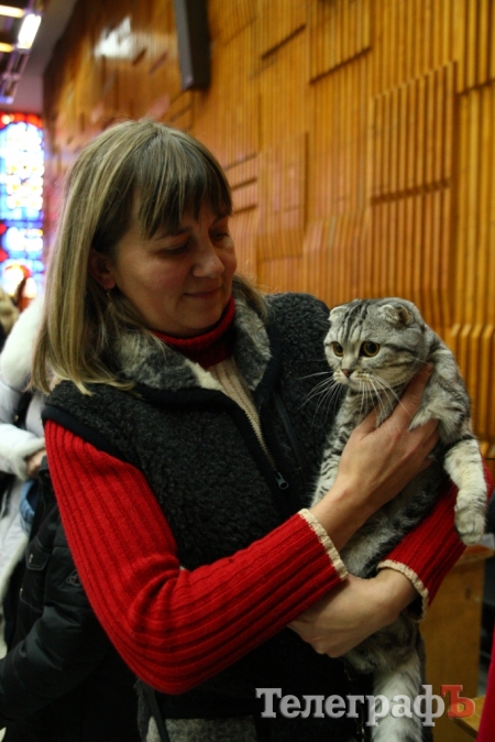 Пушистые и когтистые: выставка элитных кошек в Кременчуге
