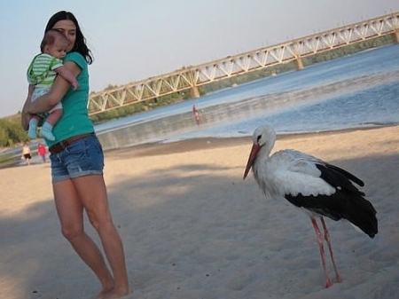 Кременчугский аист – звезда Интернета