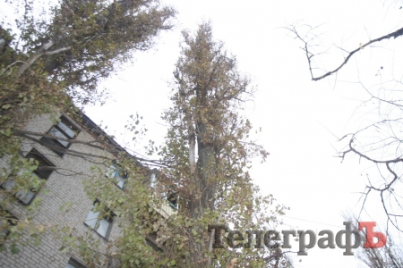 В Кременчуге кот трое  суток "пел" жителям песни