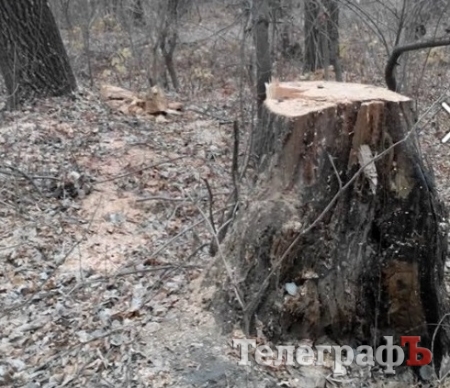 Сквер Зелёный в Крюкове очищают от аварийных деревьев
