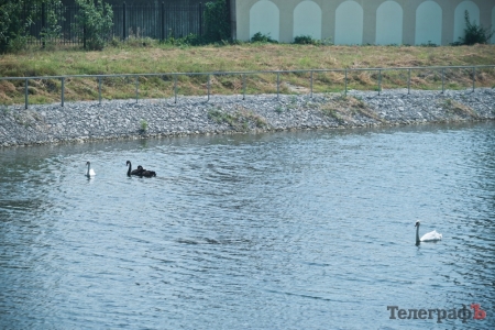Кременчужане переживают за судьбу лебедей в Городском саду