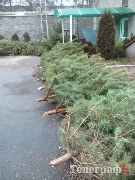 Кременчужане на Новый год купили больше 10 тысяч сосен