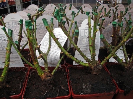 У кременчужанина украли тысячу "алых роз"