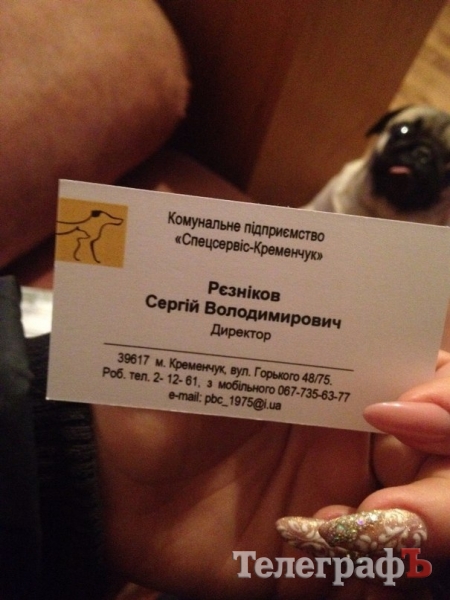 БЛОГ: Итоги нашего рождественского похода в приют к собачкам