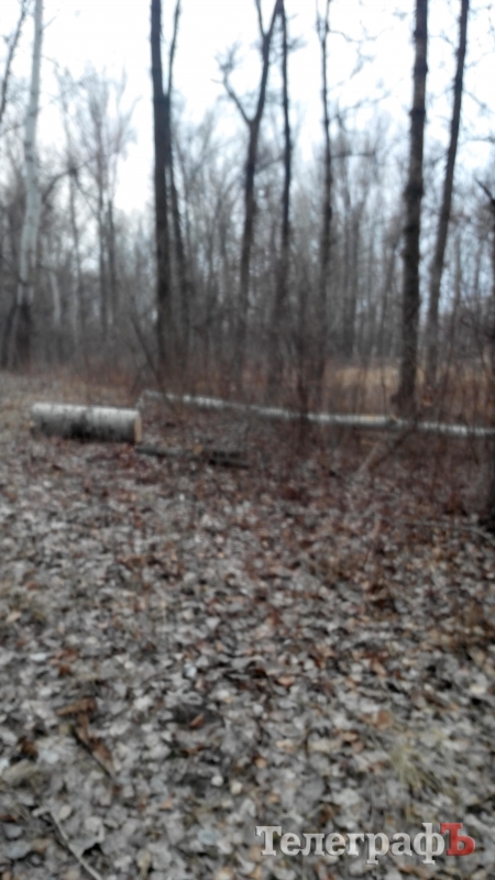 Кременчугские репортёры защищают лес от вырубки