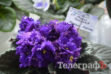Выставка фиалок в Кременчуге: все будет Super Duper!
