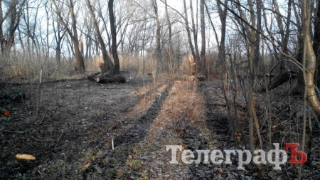 В Крюкове продолжается неконтролированная вырубка деревьев